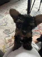 Pebbles, a female Yorkshire Terrier for sale in New Berlin, WI – Photo 5 of 5