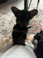 Pebbles, a female Yorkshire Terrier for sale in New Berlin, WI – Photo 3 of 5