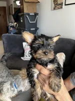 Pebbles, a female Yorkshire Terrier for sale in New Berlin, WI – Photo 4 of 5