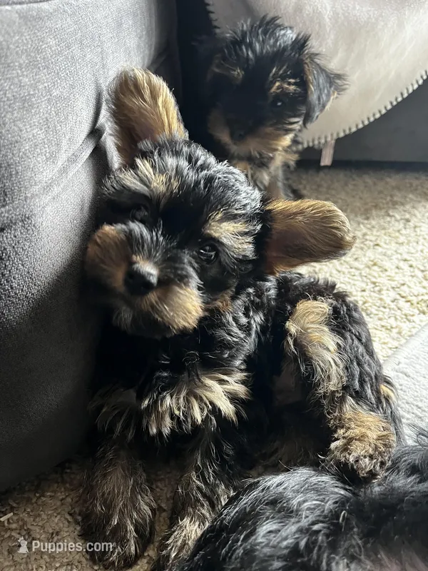 Pebbles – Yorkshire Terrier puppy for sale in New Berlin, WI