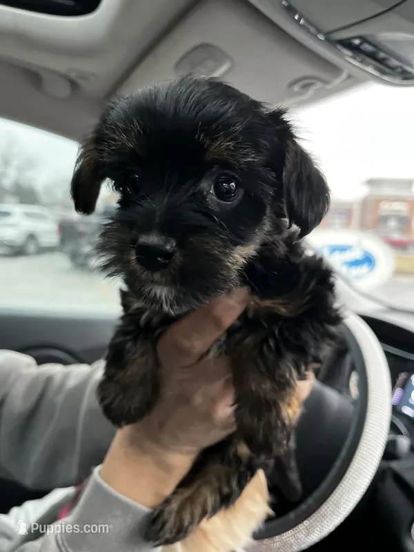 Stella – Yorkshire Terrier puppy for sale in New Berlin, WI