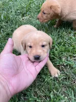 Cola, a female Labrador Retriever for sale in Conowingo, MD – 2 of 2