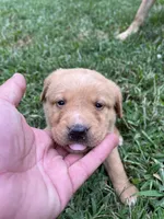 Hola, a female Labrador Retriever for sale in Conowingo, MD – 2 of 2