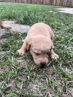 Lola, a female Labrador Retriever for sale in Conowingo, MD – 2 of 2