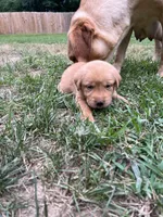 Zola, a female Labrador Retriever for sale in Conowingo, MD – 2 of 2