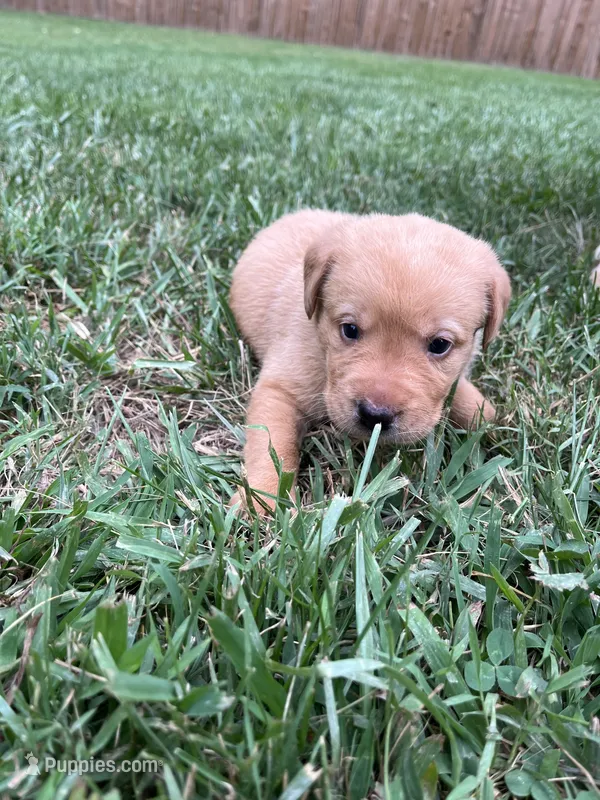 Nola – Labrador Retriever puppy for sale in Conowingo, MD