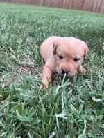 Nola, a female Labrador Retriever for sale in Conowingo, MD – 1 of 2