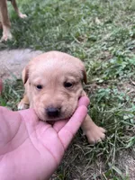 Lola, a female Labrador Retriever for sale in Conowingo, MD – 1 of 2