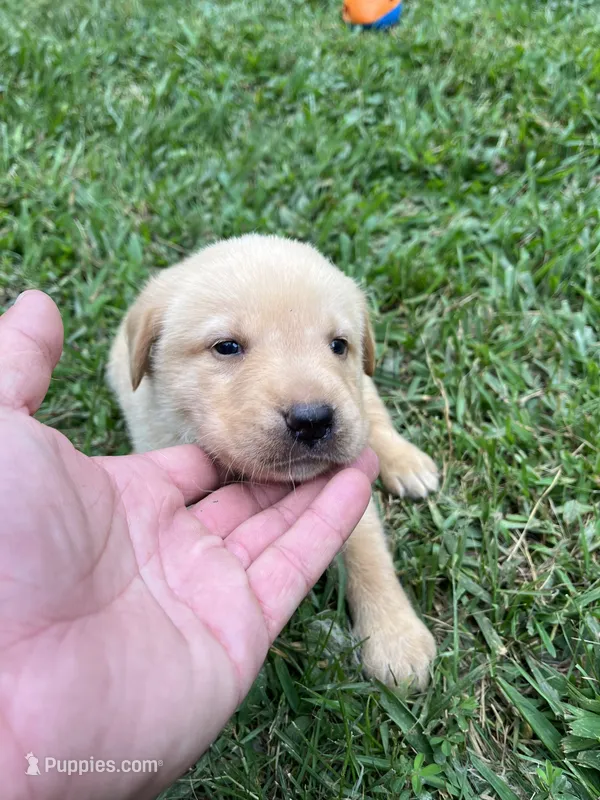 Vola – Labrador Retriever puppy for sale in Conowingo, MD