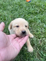 Vola, a female Labrador Retriever for sale in Conowingo, MD – 1 of 2