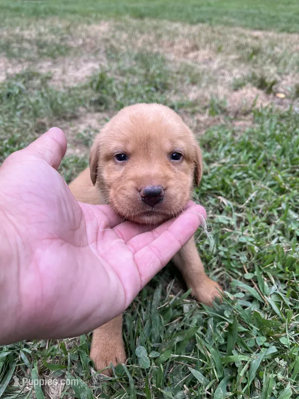Zola – Labrador Retriever puppy for sale in Conowingo, MD