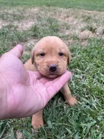 Zola, a female Labrador Retriever for sale in Conowingo, MD – 1 of 2