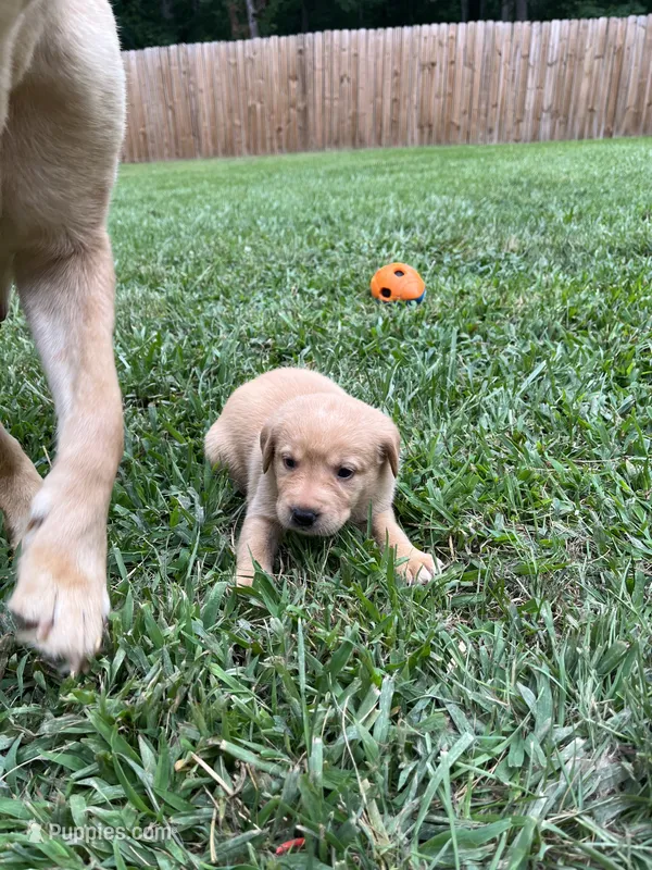 Cola – Labrador Retriever puppy for sale in Conowingo, MD
