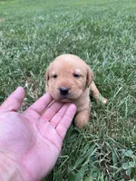Nola, a female Labrador Retriever for sale in Conowingo, MD – 2 of 2
