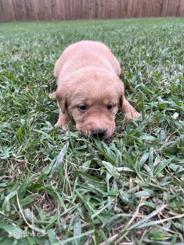 Hola – Labrador Retriever puppy for sale in Conowingo, MD