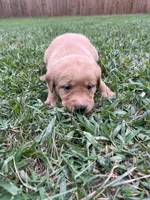 Hola, a female Labrador Retriever for sale in Conowingo, MD – 1 of 2