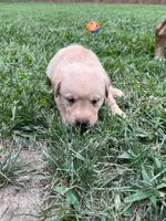 Vola, a female Labrador Retriever for sale in Conowingo, MD – 2 of 2