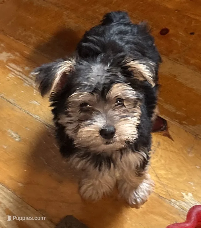Eugene – Yorkshire Terrier puppy for sale in Hale, MI