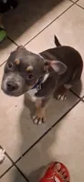 Girl puppy, a female American Bully for sale in Houston, TX – 3 of 4