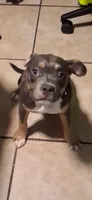 Girl puppy, a female American Bully for sale in Houston, TX – 1 of 4