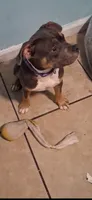 Girl puppy, a female American Bully for sale in Houston, TX – 2 of 4