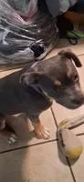 Girl puppy, a female American Bully for sale in Houston, TX – 4 of 4