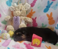 Sammie, a female German Shepherd Dog for sale in Elizabeth, CO – Photo 3 of 5