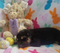 Sammie, a female German Shepherd Dog for sale in Elizabeth, CO – Photo 1 of 5