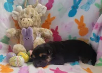 Sammie, a female German Shepherd Dog for sale in Elizabeth, CO – Photo 2 of 5