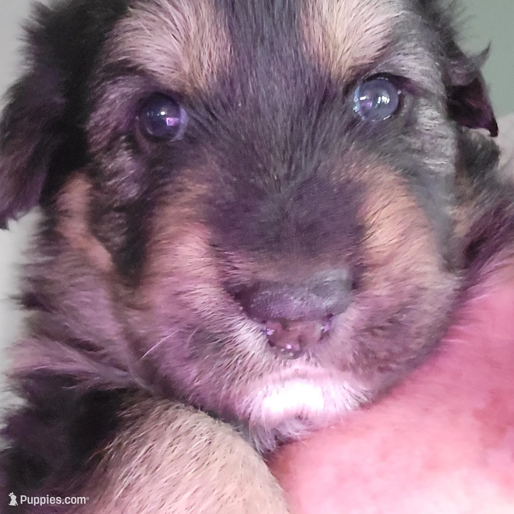 Sammie – German Shepherd Dog puppy for sale in Elizabeth, CO