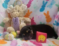 Sammie, a female German Shepherd Dog for sale in Elizabeth, CO – Photo 4 of 5