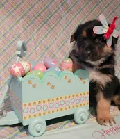 Happy Easter from  Sammie, a female German Shepherd Dog for sale in Elizabeth, CO – Photo 4 of 4