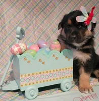 Happy Easter from  Sammie, a female German Shepherd Dog for sale in Elizabeth, CO – Photo 2 of 4