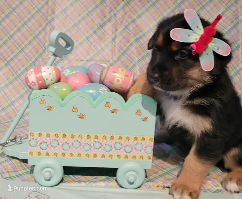 Happy Easter from  Sammie – German Shepherd Dog puppy for sale in Elizabeth, CO