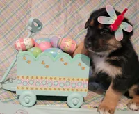 Happy Easter from  Sammie, a female German Shepherd Dog for sale in Elizabeth, CO – Photo 1 of 4