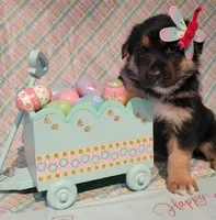 Happy Easter from  Sammie, a female German Shepherd Dog for sale in Elizabeth, CO – Photo 3 of 4