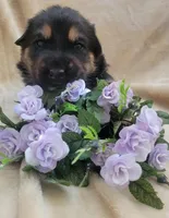 Sammie, a female German Shepherd Dog for sale in Elizabeth, CO – Photo 4 of 6