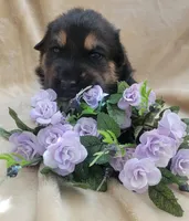 Sammie, a female German Shepherd Dog for sale in Elizabeth, CO – Photo 3 of 6