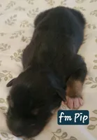 Pip, a female German Shepherd Dog for sale in Elizabeth, CO – Photo 4 of 7