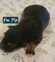 Pip, a female German Shepherd Dog for sale in Elizabeth, CO – Photo 2 of 7