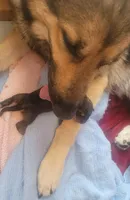 Pip, a female German Shepherd Dog for sale in Elizabeth, CO – Photo 6 of 7