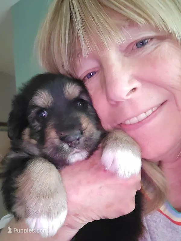 Pip, a male Australian Shepherd and German Shepherd Dog for sale in Elizabeth, CO – Photo 1 of 6