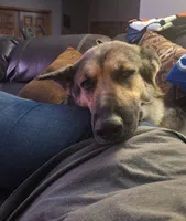 Pip, a male German Shepherd Dog for sale in Elizabeth, CO – Photo 6 of 8