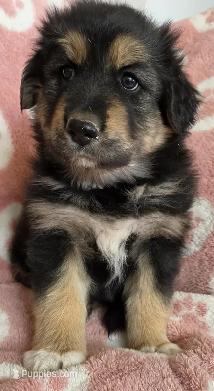 Pip – German Shepherd Dog puppy for sale in Elizabeth, CO