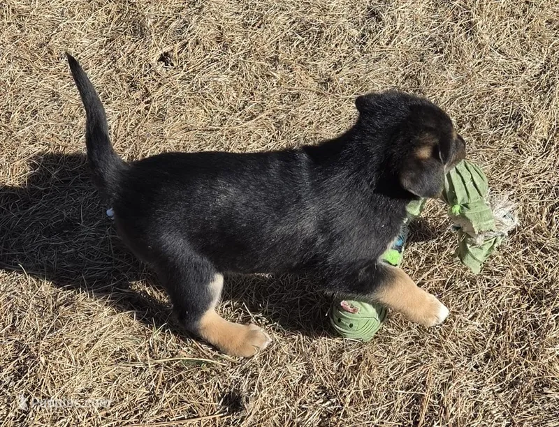 Pippin – Australian Shepherd, German Shepherd Dog puppy for sale in Elizabeth, CO