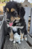 Pippin, a male Australian Shepherd and German Shepherd Dog for sale in Elizabeth, CO – Photo 7 of 9