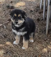 Pippin, a male Australian Shepherd and German Shepherd Dog for sale in Elizabeth, CO – Photo 3 of 9