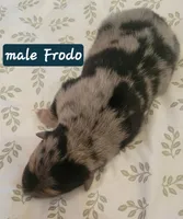 Frodo, a male German Shepherd Dog for sale in Elizabeth, CO – Photo 5 of 7