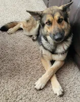 Frodo, a male German Shepherd Dog for sale in Elizabeth, CO – Photo 6 of 7