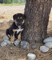 Sammie, a female German Shepherd Dog for sale in Elizabeth, CO – Photo 1 of 8